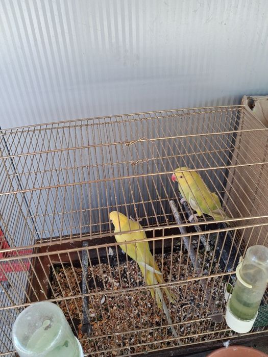 Vând micul Alexandru pereche din 2024