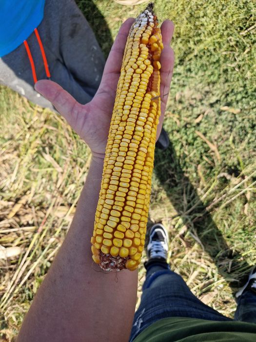 Porumb boabe sau stiulete