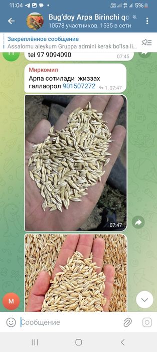 Арпа тозаси Оптом дехкондан  Ячмень оптом Доставка