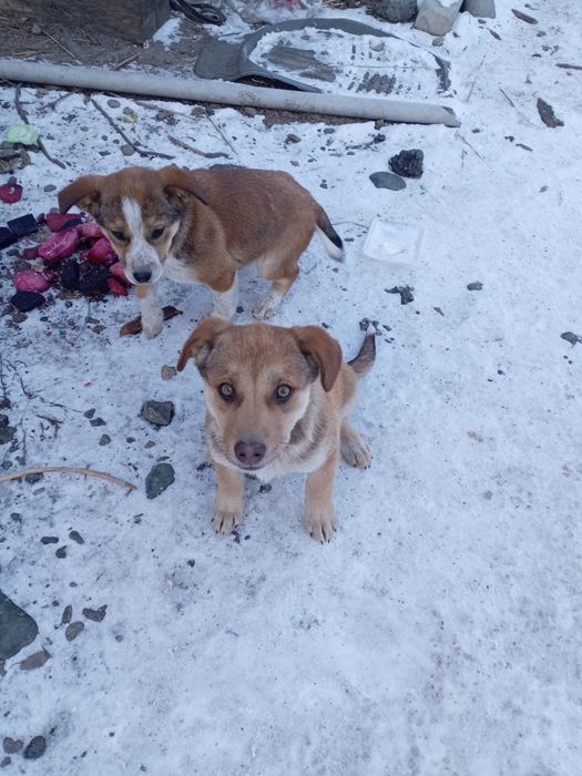 Бесплатно 2 девочки, возраст 3 месяца.