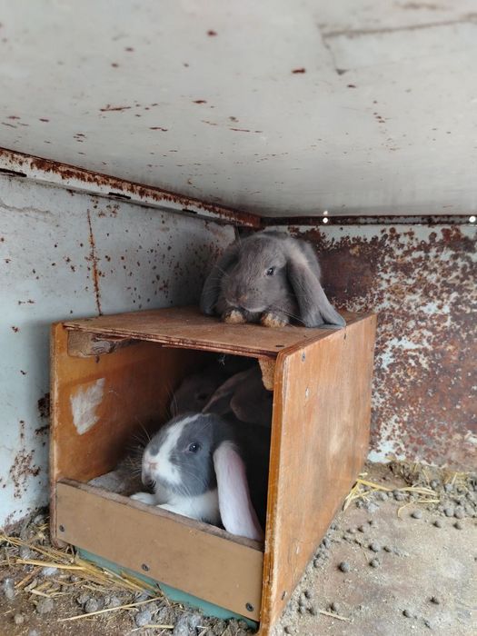 Кролики от 300000