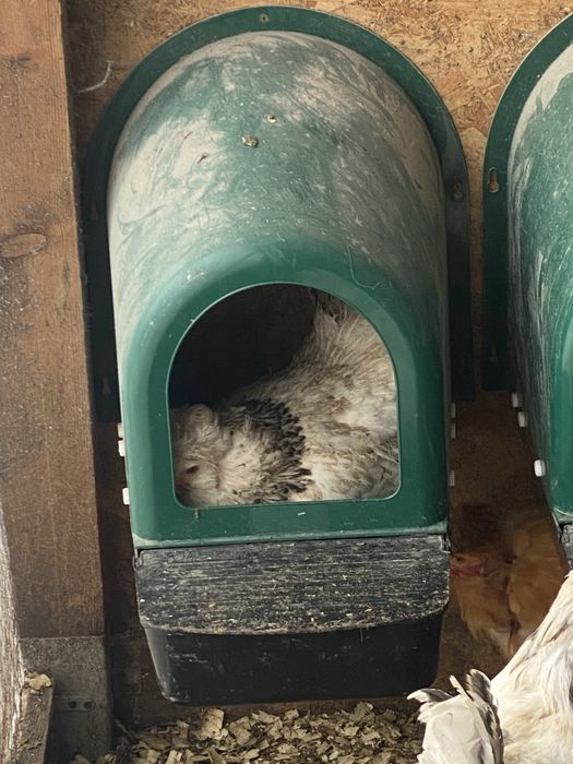 Oua incubat gaini de rasa