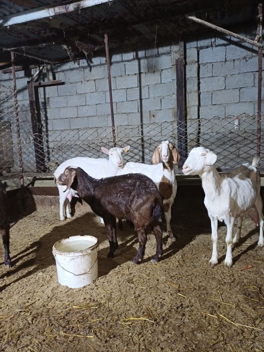 Сауынды ешкілер сатылады