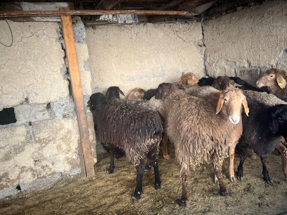 Токты сатылады