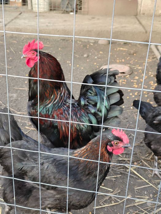 Ouă pentru incubat de Marans arămiu