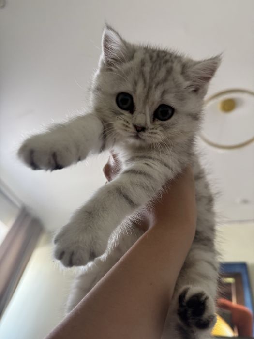 Котенок Скоттиш страйт