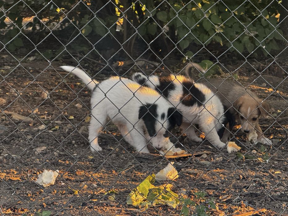 Catei catelusi , Pui de catel  pentru adoptie!