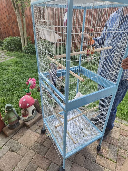 Papagal micul Alexandru