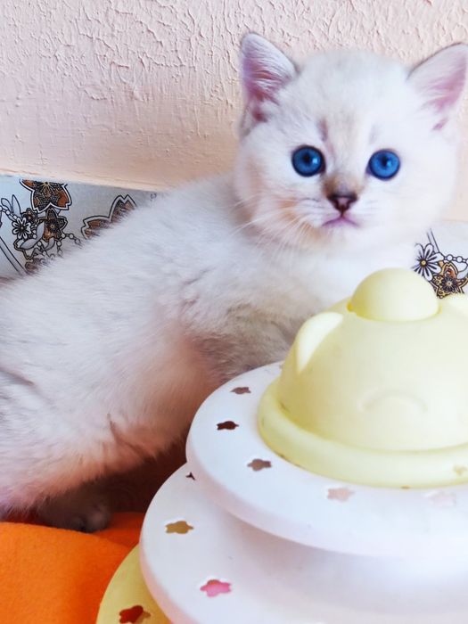 British shorthair NY  11 33  cu pedigree.