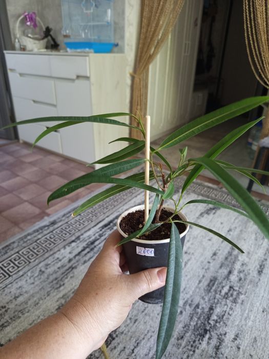 Продам комнатные растения
