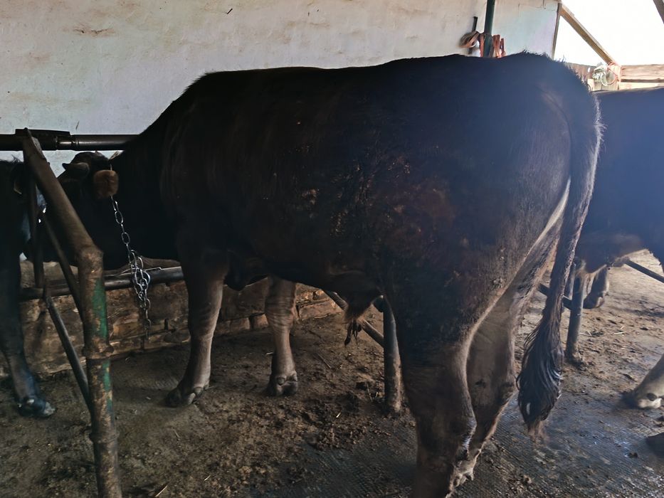 Продам упитанных Быков!