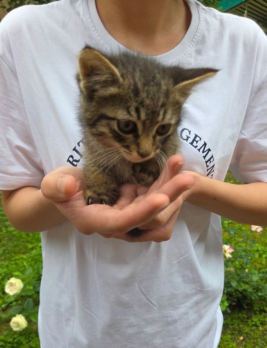 Котенок в добрые руки