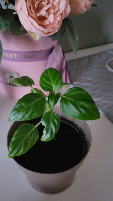 Продам герань,колеус, молочай