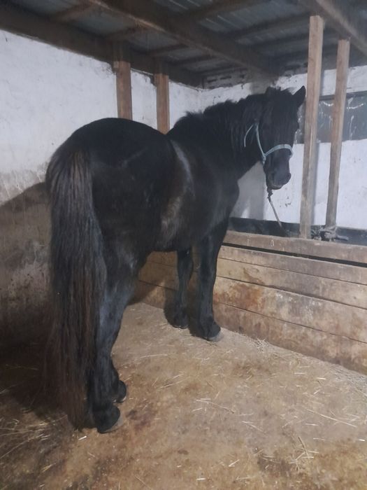 Айгыр , Жеребец продам