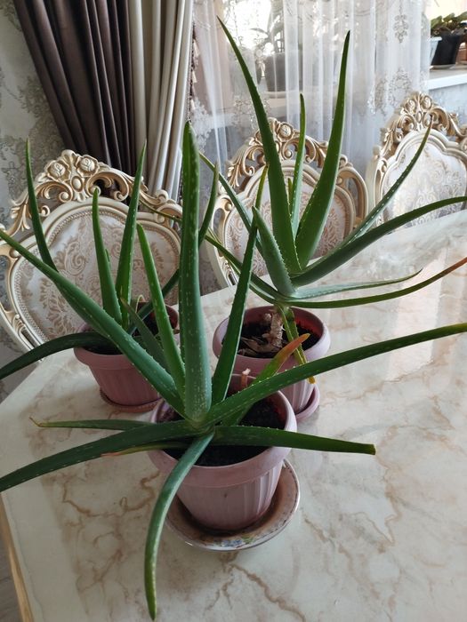 Продам Алоэ Вера