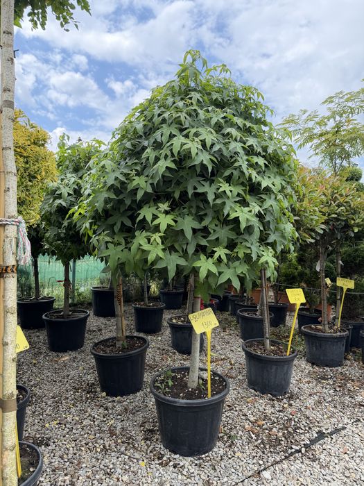 Liquidambar caitate extra