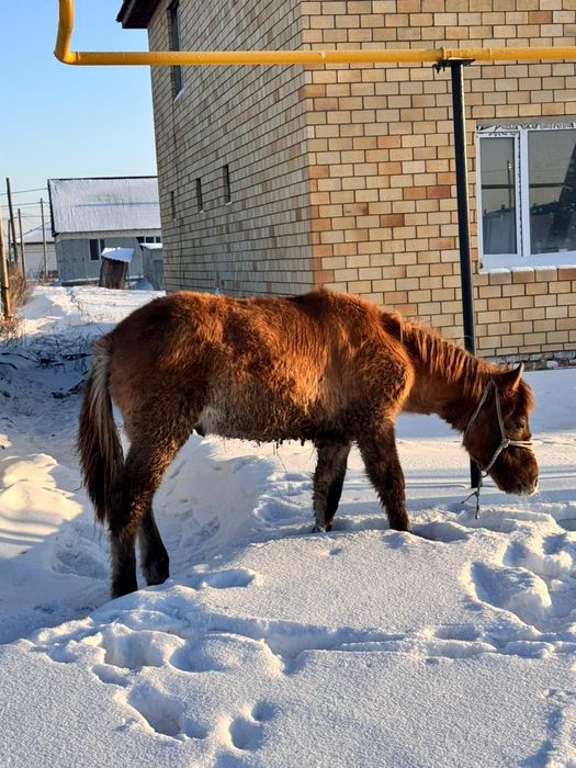 Жабагылар сатамын