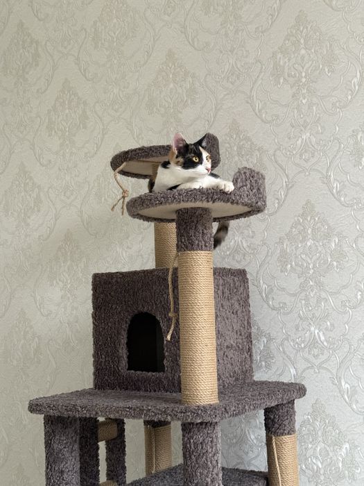 Отдам в добрые руки эту красавицу