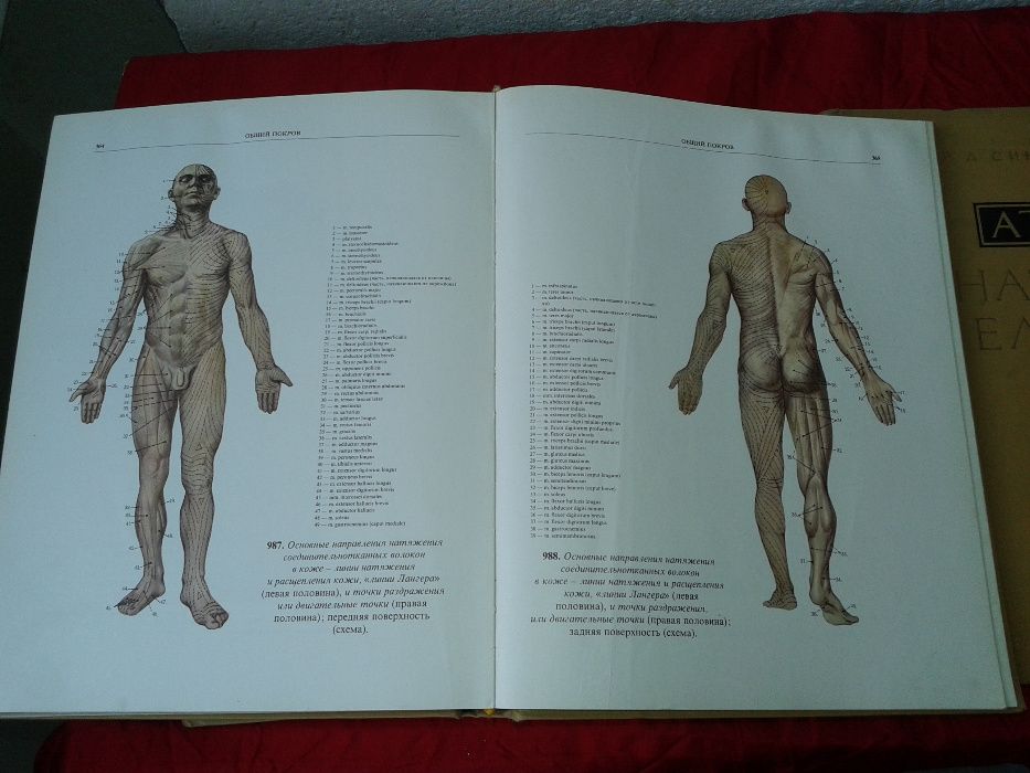 Атласи по анатомия на човека Синелников атлас по медицина стоматология