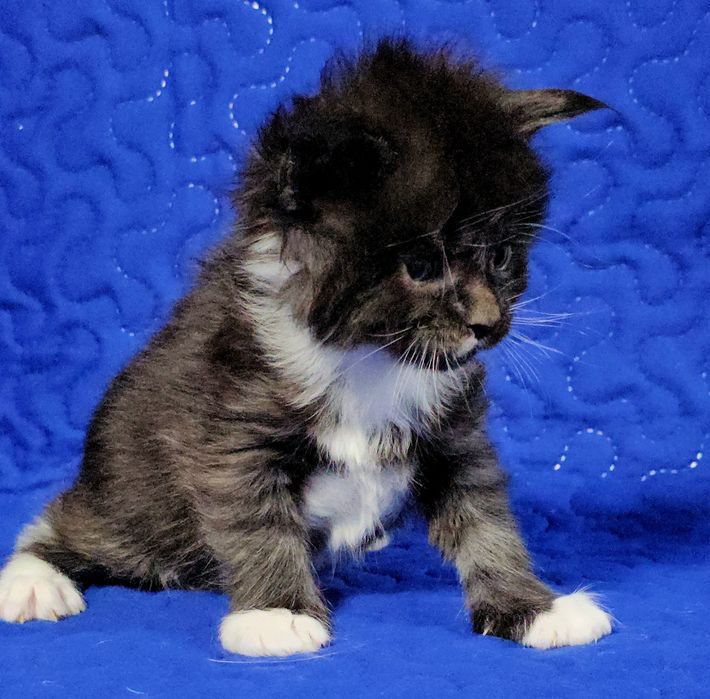 Maine coon urias felisa autorizata