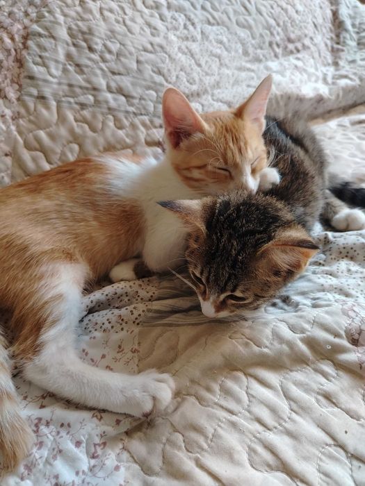 Отдам котят в добрые руки