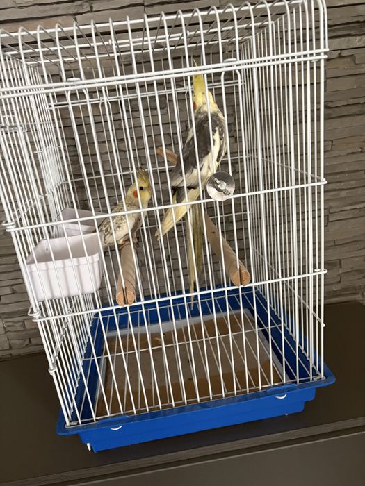 Pereche Nimfe tinere