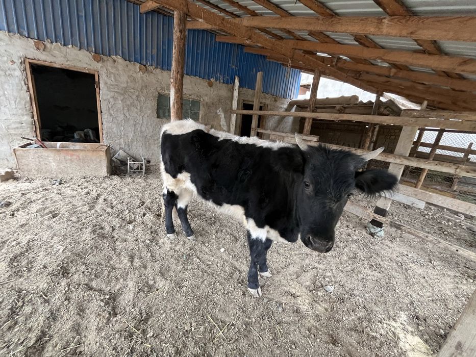 Баспақ Қашар Ұрғашы