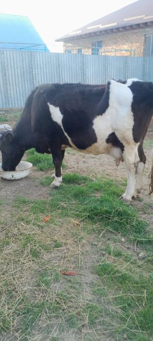 Продается корова