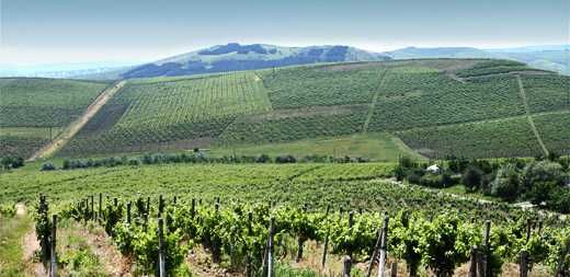 Struguri COTNARI de vin - Feteasca Grasa Francusa COTNARI