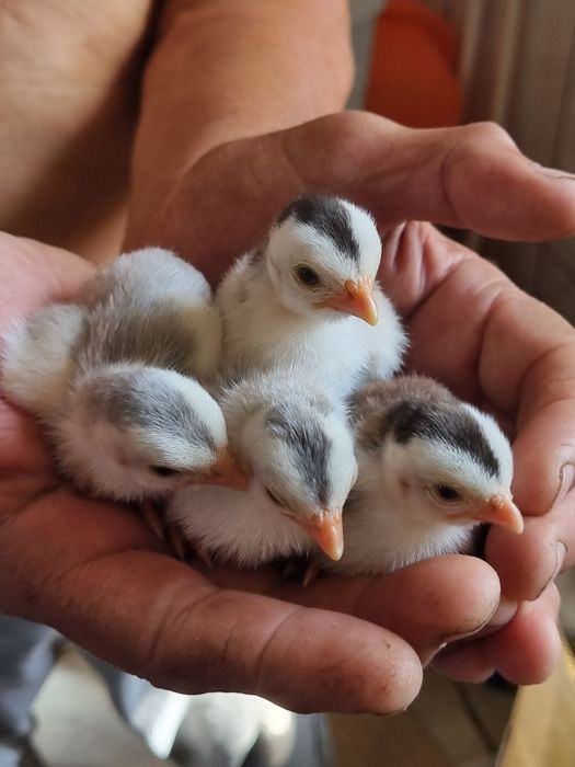 Продам инкубационные яйца