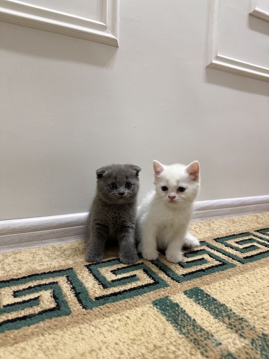 Продаются двухмесячные котята смешанные (шотландская, шиншилла)
