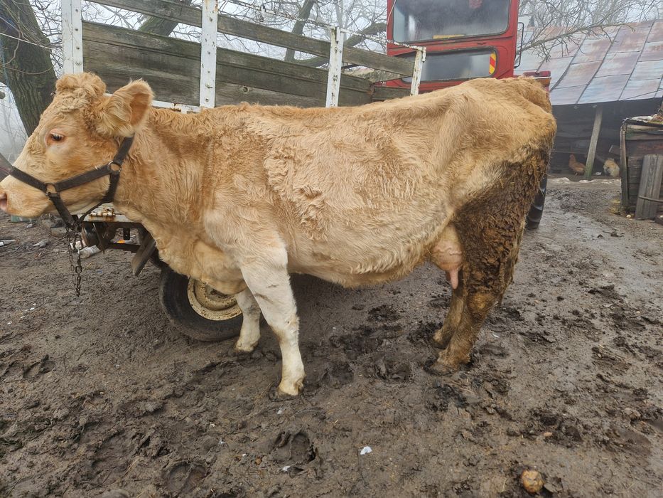 Vand vaca cu vitea cu tot