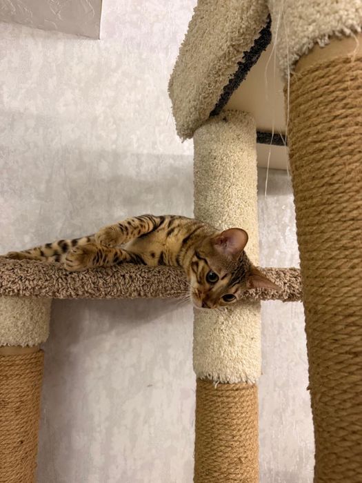 Бенгальская кошка