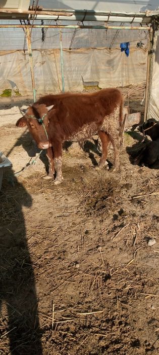 Бука сотилади уйни моли