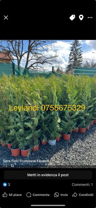 Leylandi chiparos