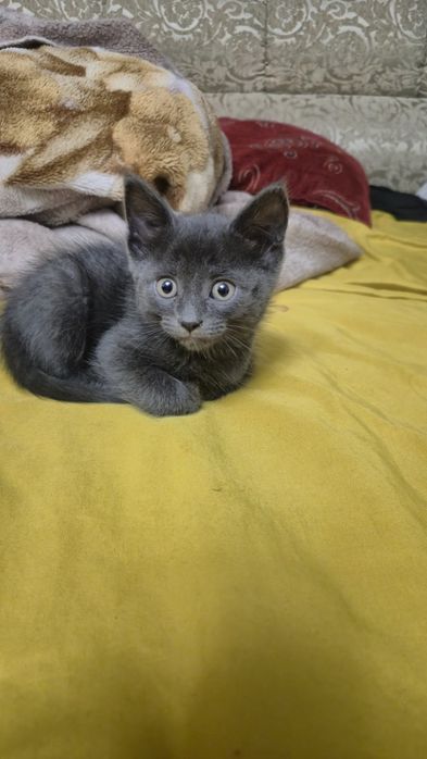 Отдам котят бесплатно