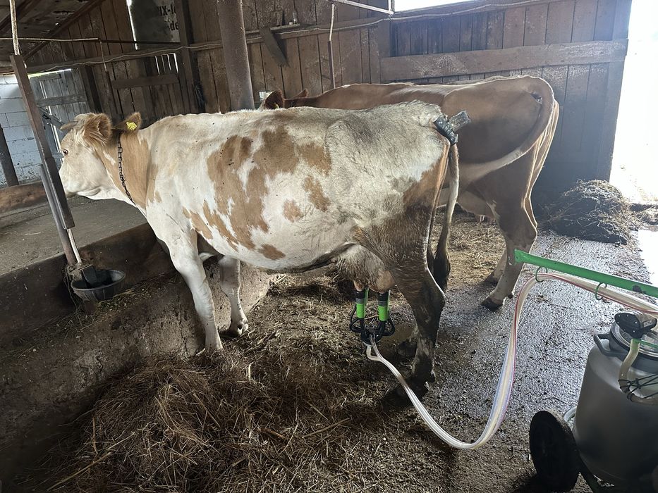 Vaca buna de lapte BR