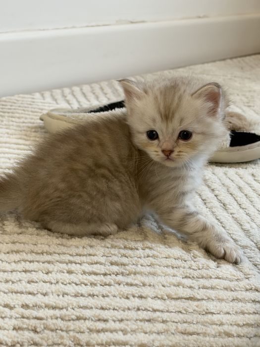 котята скоттиш страйт