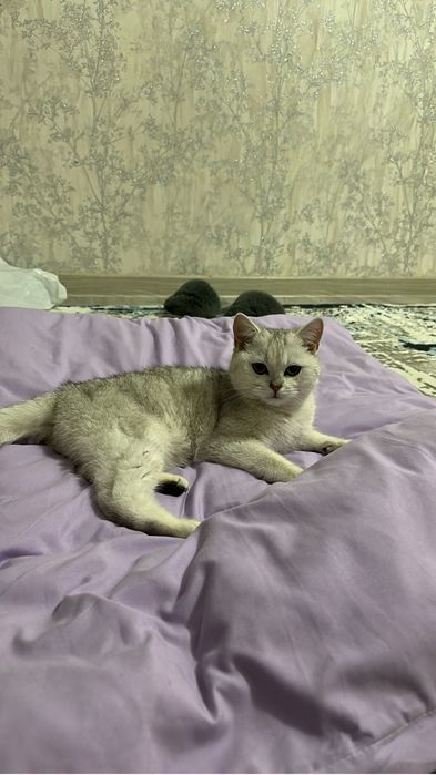 Вязка случка кошек