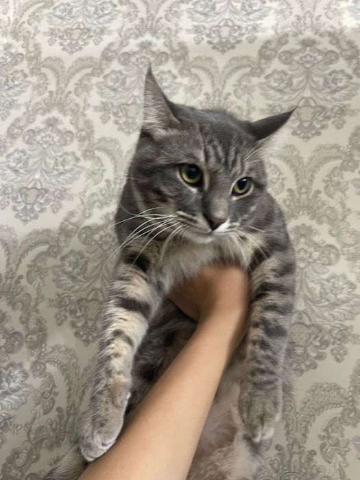 Отдам даром котенка мальчик