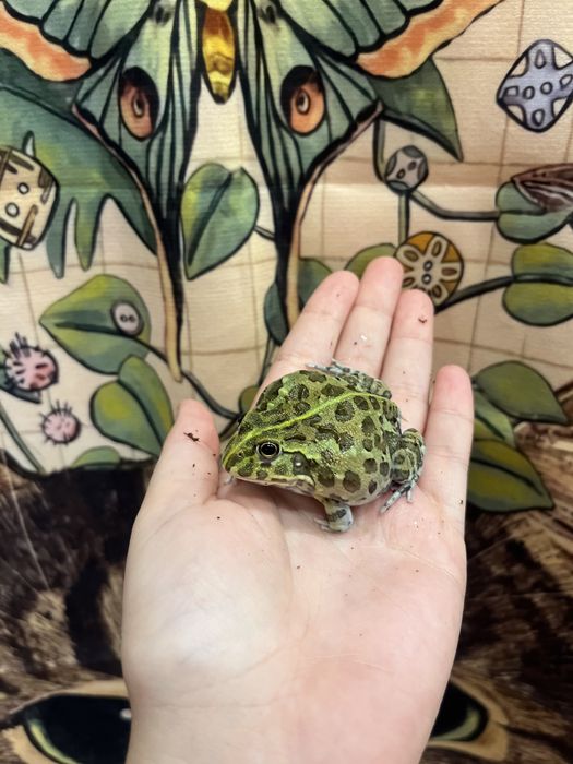 Продаются водоносы лягушки