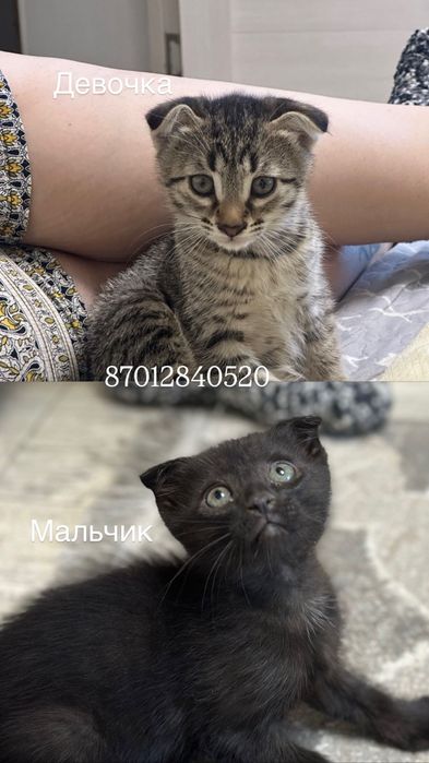 Отдам замечательных котят в добрые руки