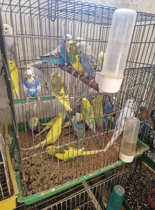 Perechi tinere perusi și pui