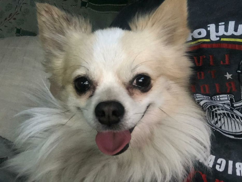 Вязка немецкий шпиц для мальчика