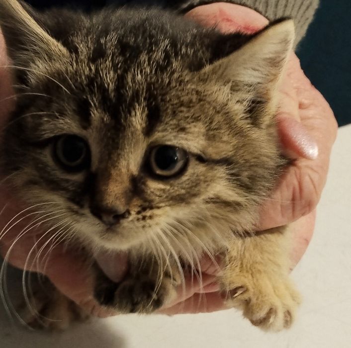 В добрые руки девочка кошечка