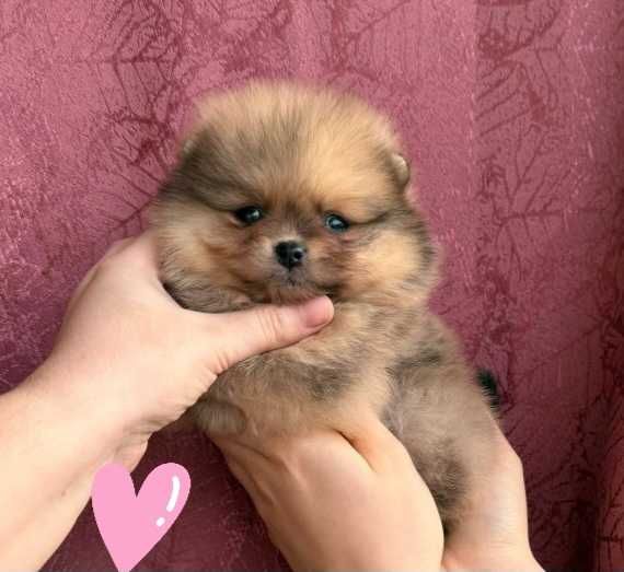 Померанский Шпиц