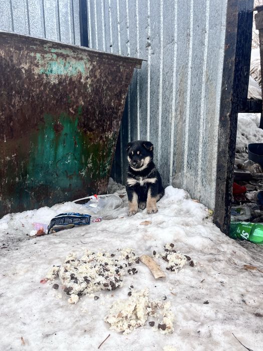 Щенки , выкинули на мусорку !!