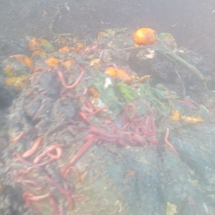 Недорого качественный биогуиос и другие органические удобрения.