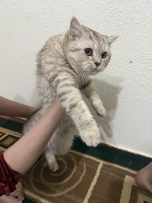 Вязка скотиш страйт