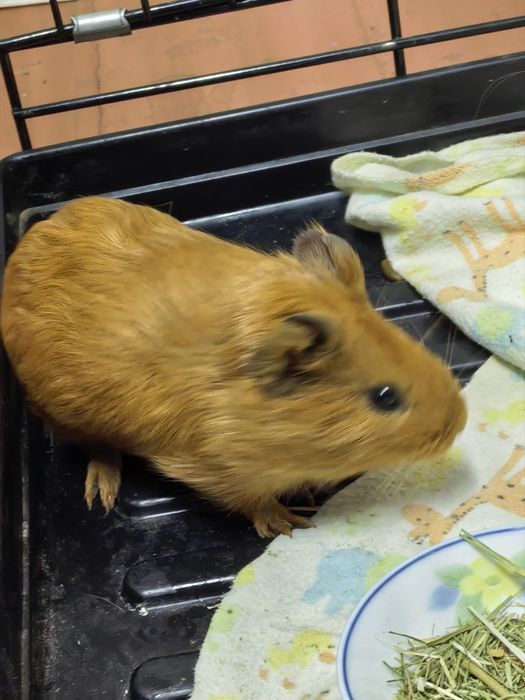 Морская свинка девочка